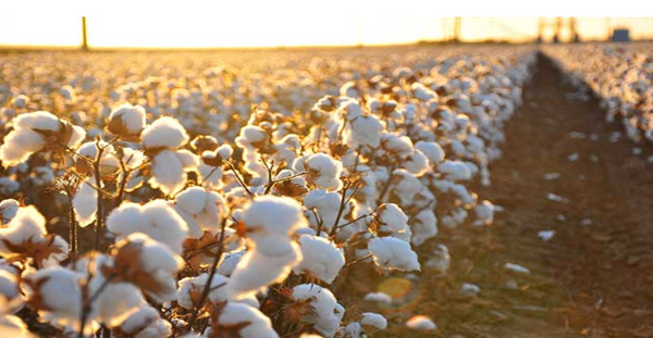 Why Organic Cotton Denim?